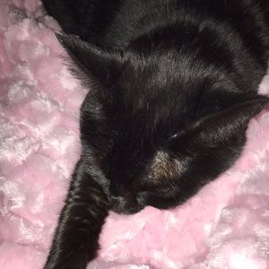 Meet your Posher, Farrah